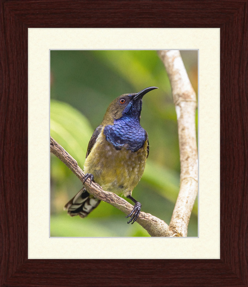 Príncipe sunbird (Anabathmis hartlaubii) male - Great Pictures Framed