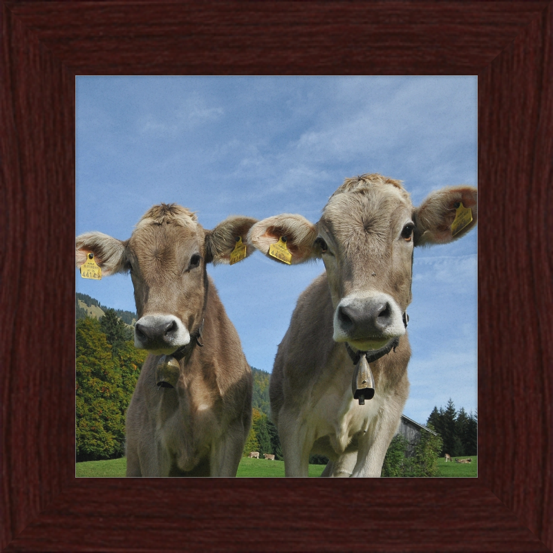 Cows on Mellenstock in Bizau - Great Pictures Framed