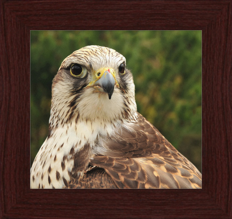 Falco Cherrug - Great Pictures Framed