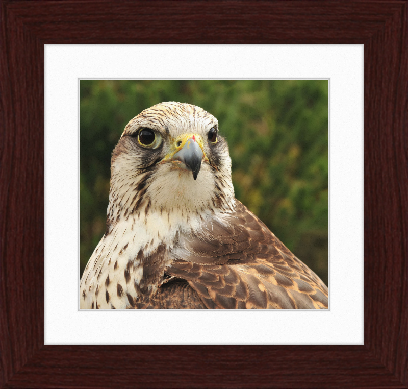 Falco Cherrug - Great Pictures Framed
