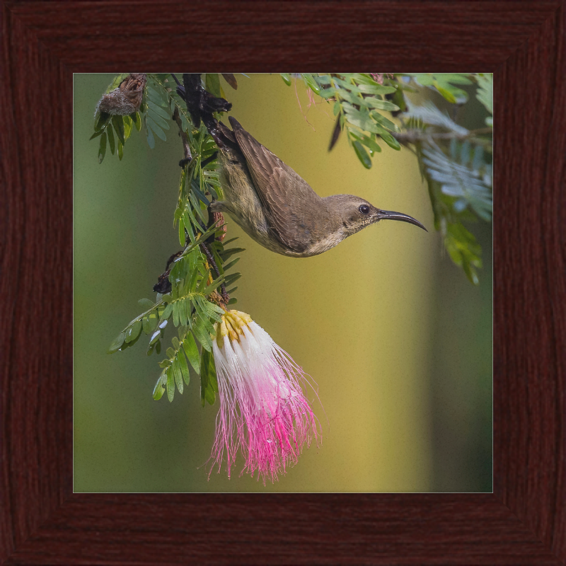 The Copper Sunbird Female on the Persian Silk Tree - Great Pictures Framed