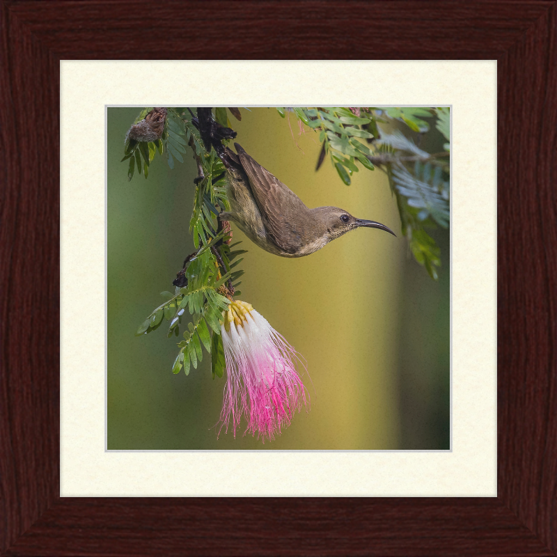 The Copper Sunbird Female on the Persian Silk Tree - Great Pictures Framed