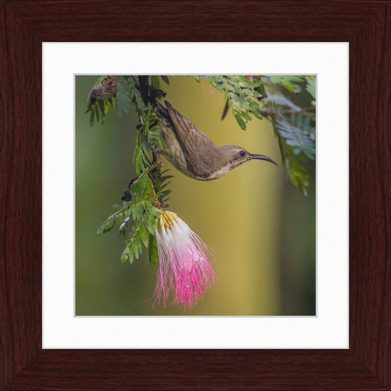 The Copper Sunbird Female on the Persian Silk Tree - Great Pictures Framed