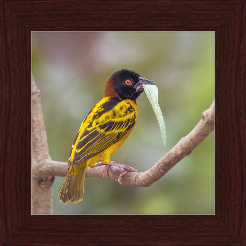 Village Weaver (Ploceus cucullatus cucullatus) - Great Pictures Framed