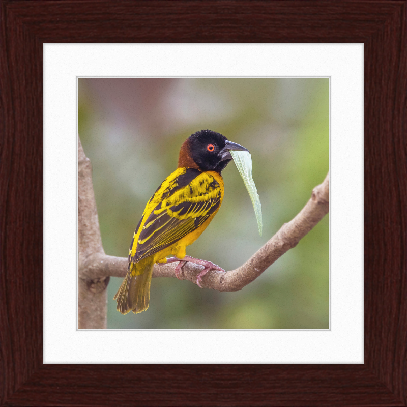 Village Weaver (Ploceus cucullatus cucullatus) - Great Pictures Framed