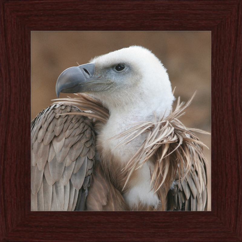 Vulture Beak - Great Pictures Framed