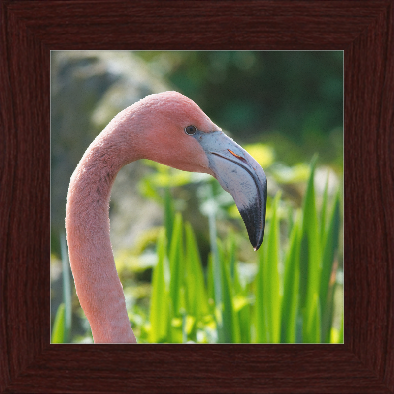 Phoenicopterus Roseus - Great Pictures Framed
