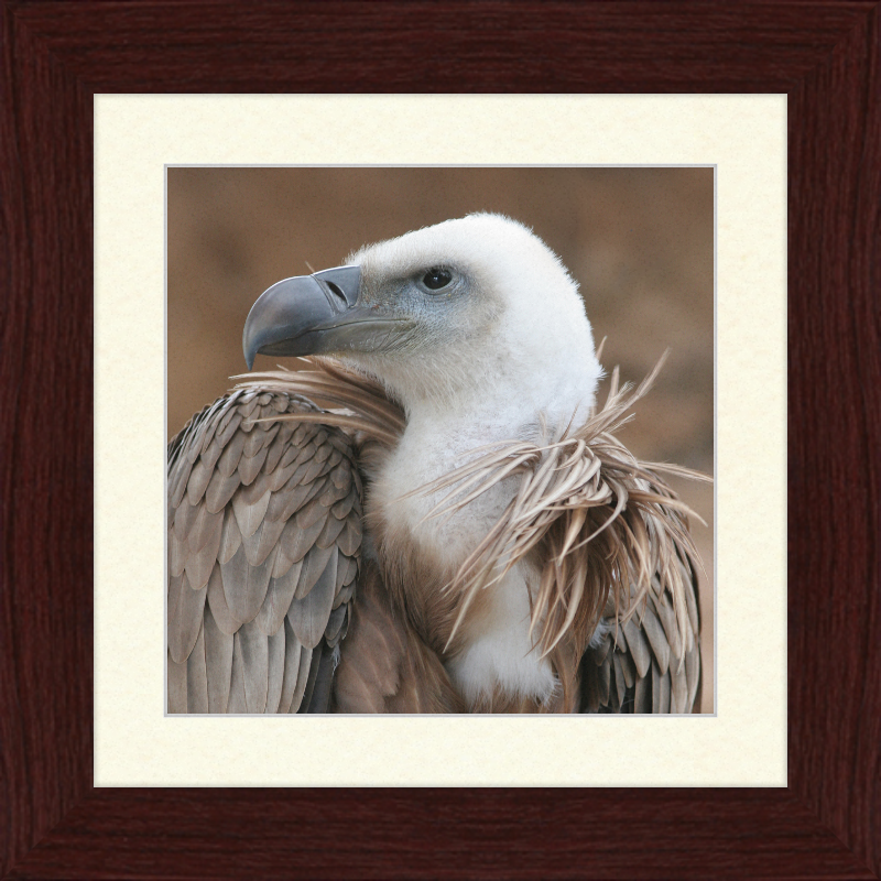 Vulture Beak - Great Pictures Framed