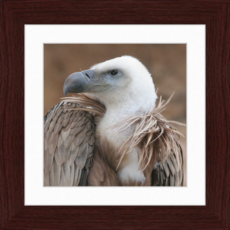 Vulture Beak - Great Pictures Framed