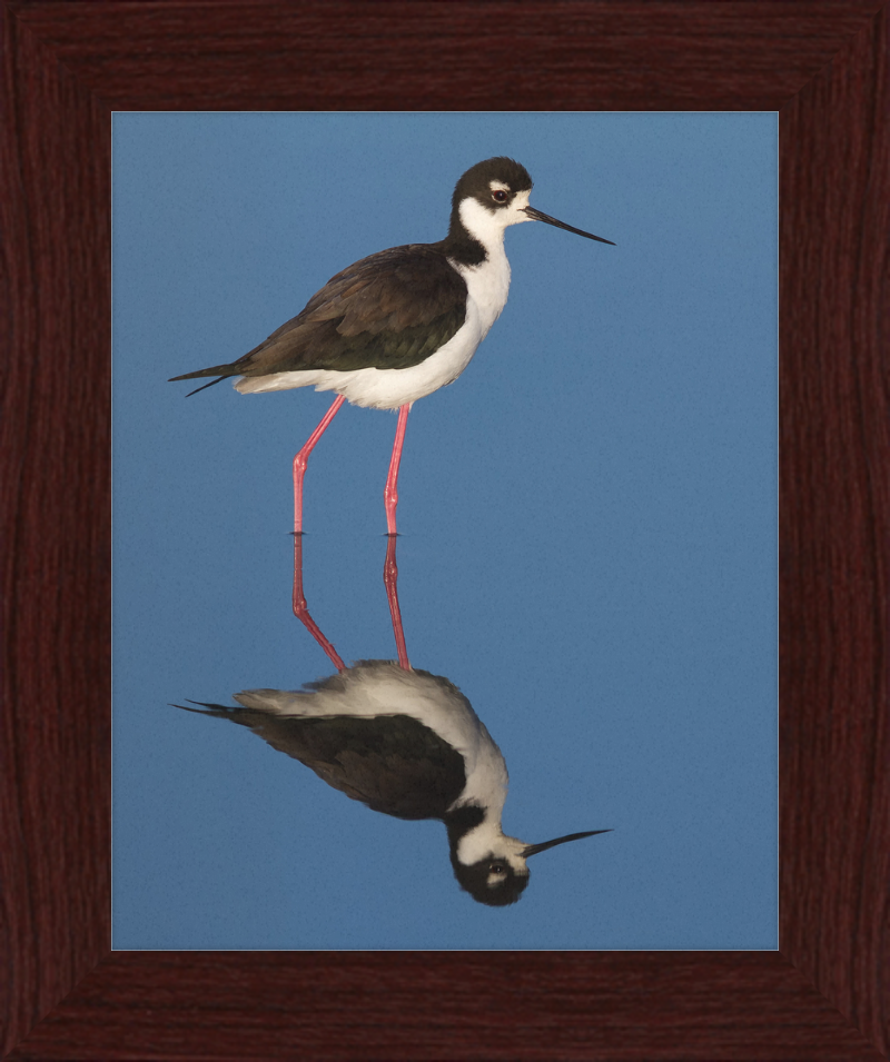 The Black-necked Stilt of Corte Madera - Great Pictures Framed