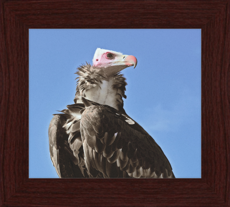 Trigonoceps Occipitalis - Great Pictures Framed