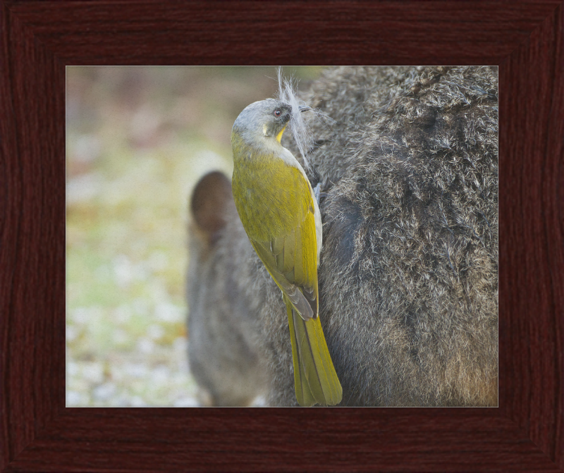 Lichenostomus Flavicollis Stealing Hair From Thylogale Billardierii for Nest - Great Pictures Framed