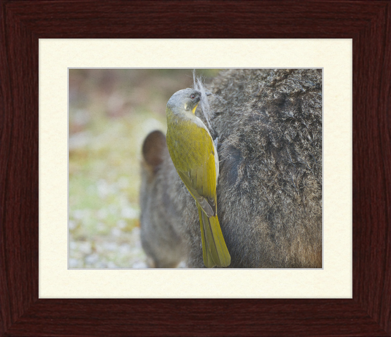 Lichenostomus Flavicollis Stealing Hair From Thylogale Billardierii for Nest - Great Pictures Framed