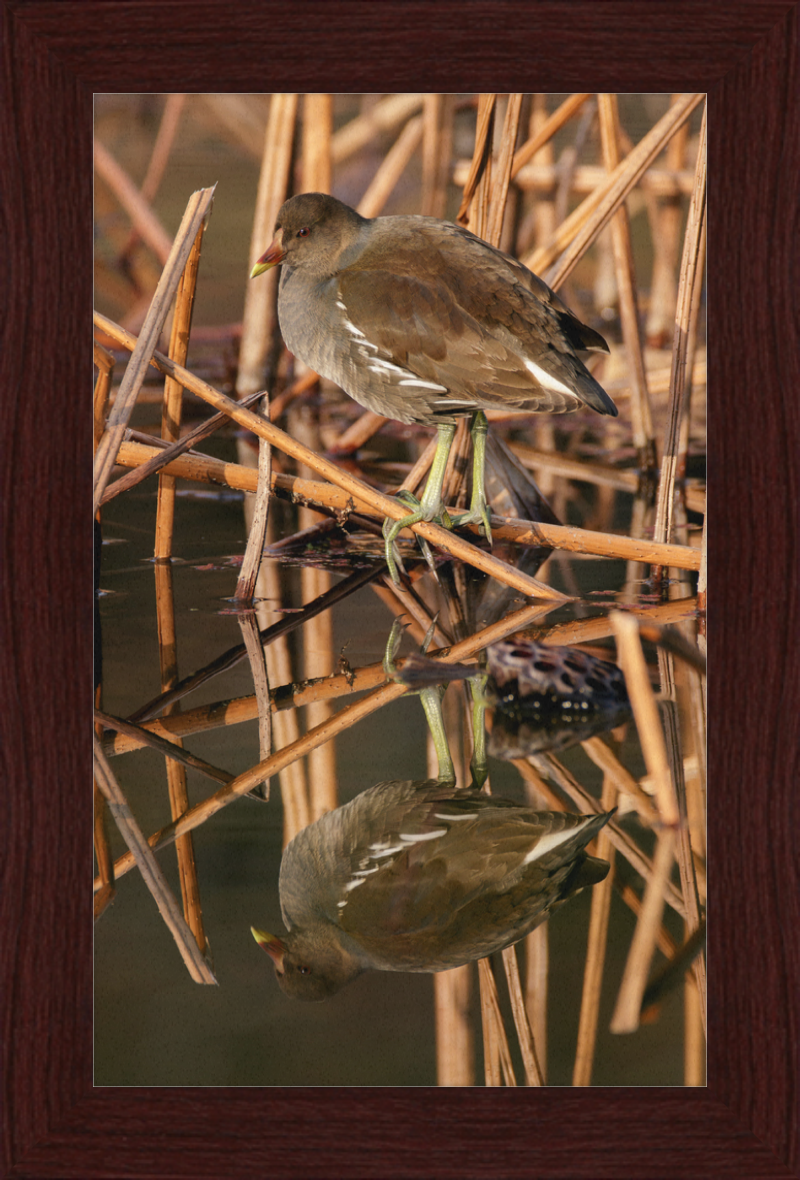 Common Moorhen in Suita, Osaka, Japan - Great Pictures Framed