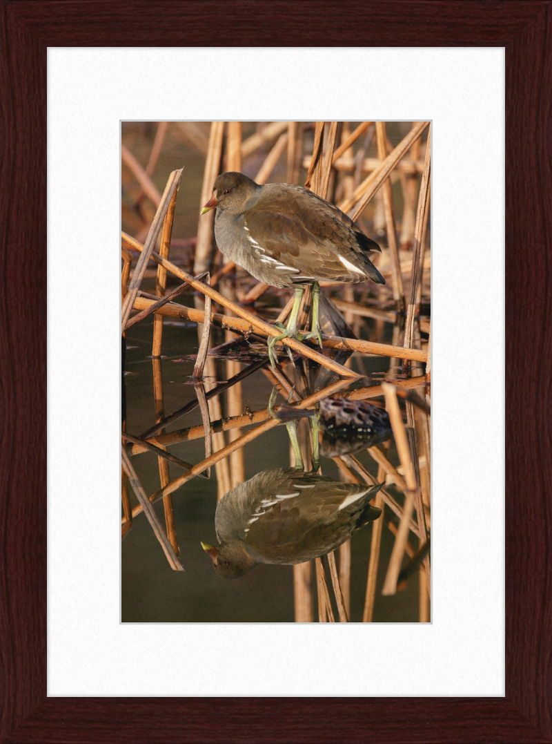 Common Moorhen in Suita, Osaka, Japan - Great Pictures Framed
