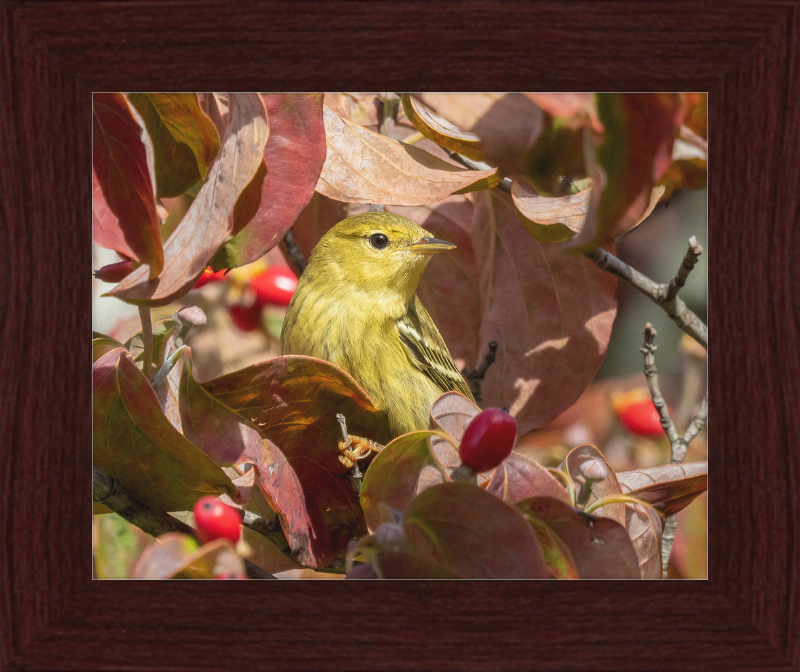 The Blackpoll Warbler - Great Pictures Framed