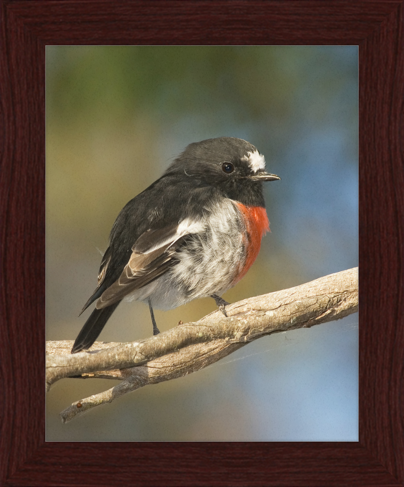 Petroica boodang in the Meehan Range - Great Pictures Framed