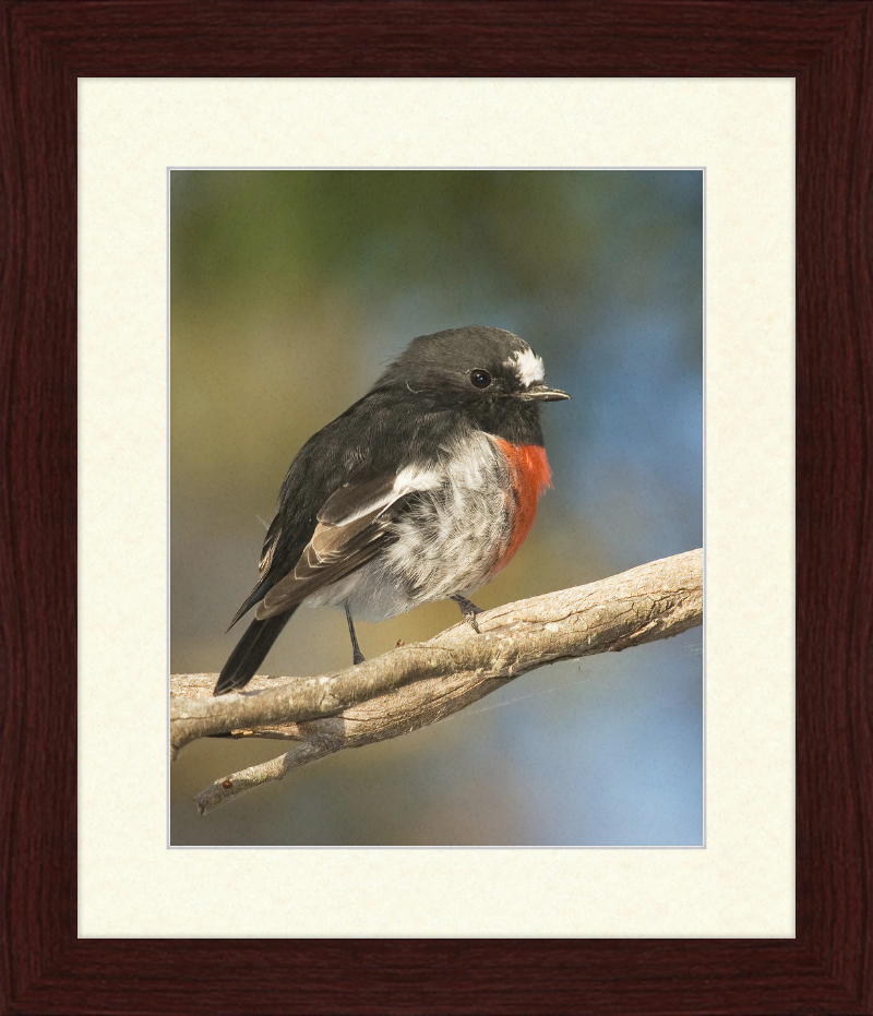 Petroica boodang in the Meehan Range - Great Pictures Framed
