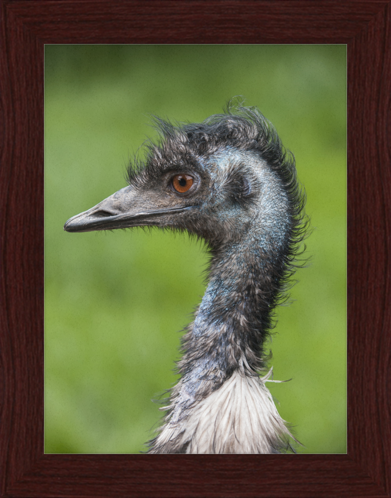 Dromaius Novaehollandiae in the Battersea Park Children's Zoo - Great Pictures Framed