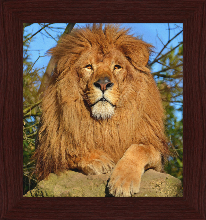 Lion d'Afrique - Great Pictures Framed