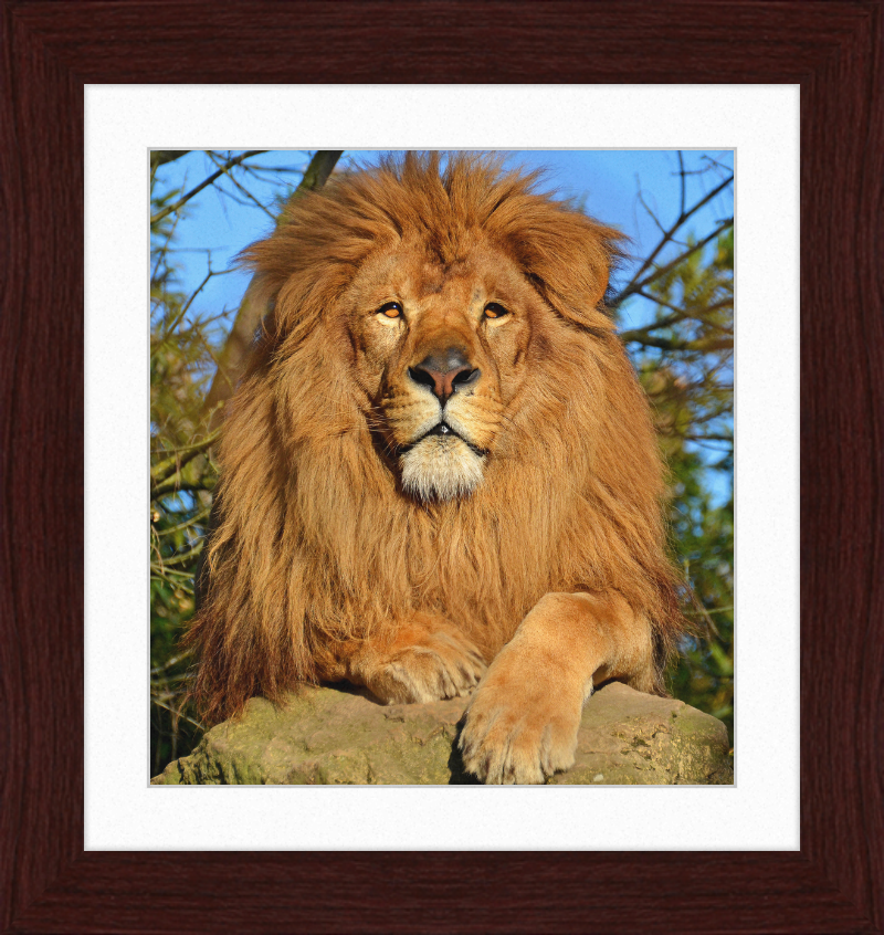 Lion d'Afrique - Great Pictures Framed