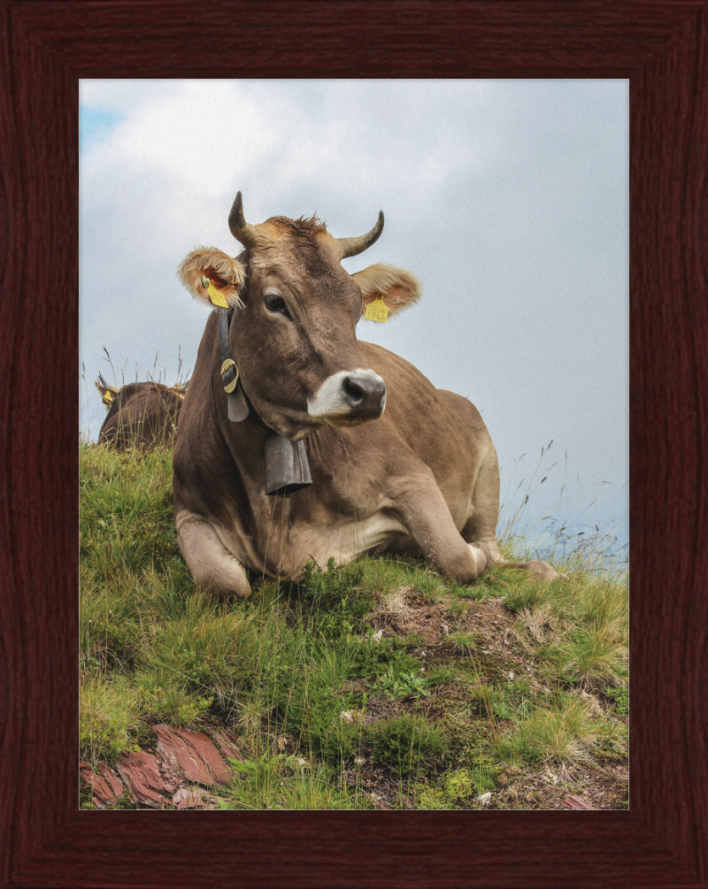 A Resting Cow in Flumserberg, Switzerland - Great Pictures Framed
