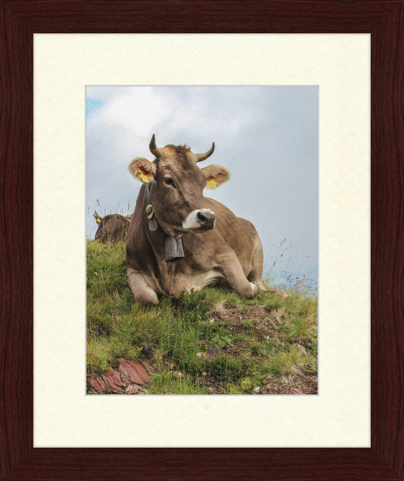 A Resting Cow in Flumserberg, Switzerland - Great Pictures Framed