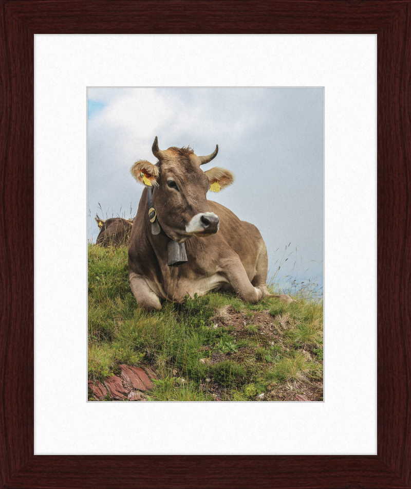 A Resting Cow in Flumserberg, Switzerland - Great Pictures Framed