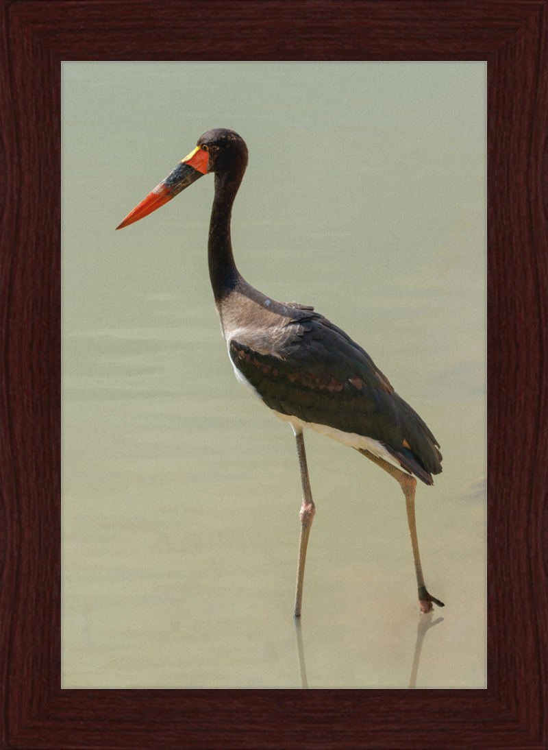 The Senegal Saddle-billed Stork at Résèrve Africaine de Sigean - Great Pictures Framed