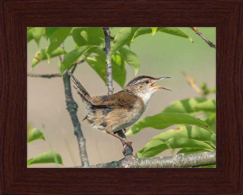 Marsh Wren at Hammonasset Beach - Great Pictures Framed