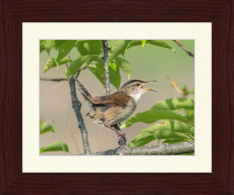 Marsh Wren at Hammonasset Beach - Great Pictures Framed