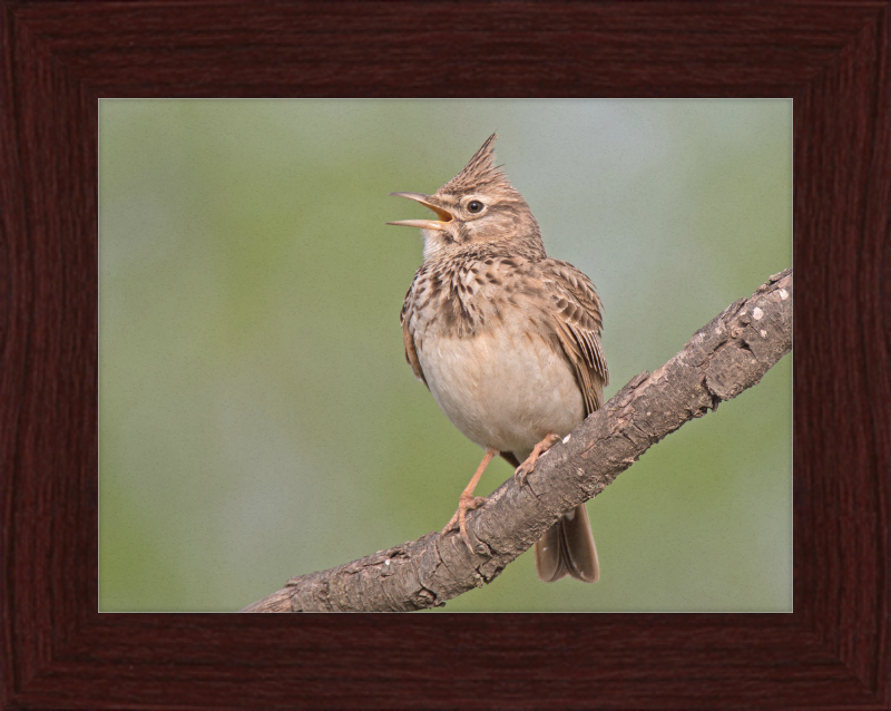 The Crested Lark - Great Pictures Framed