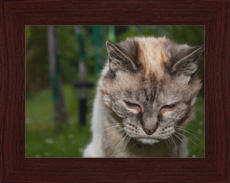 Tired 20-Year-Old Cat - Great Pictures Framed