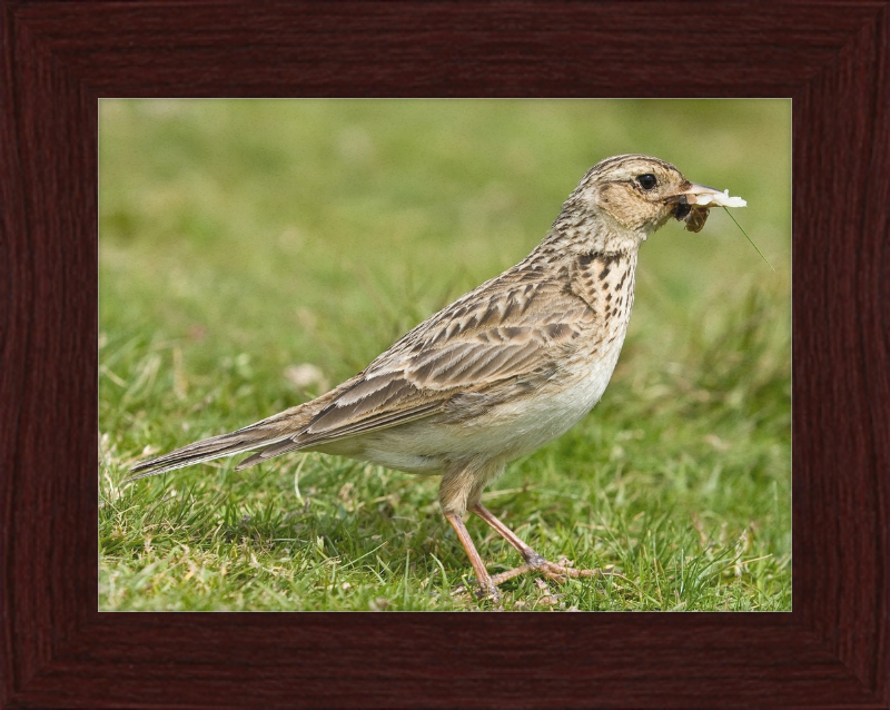 Skylark, Lake District, England - Great Pictures Framed