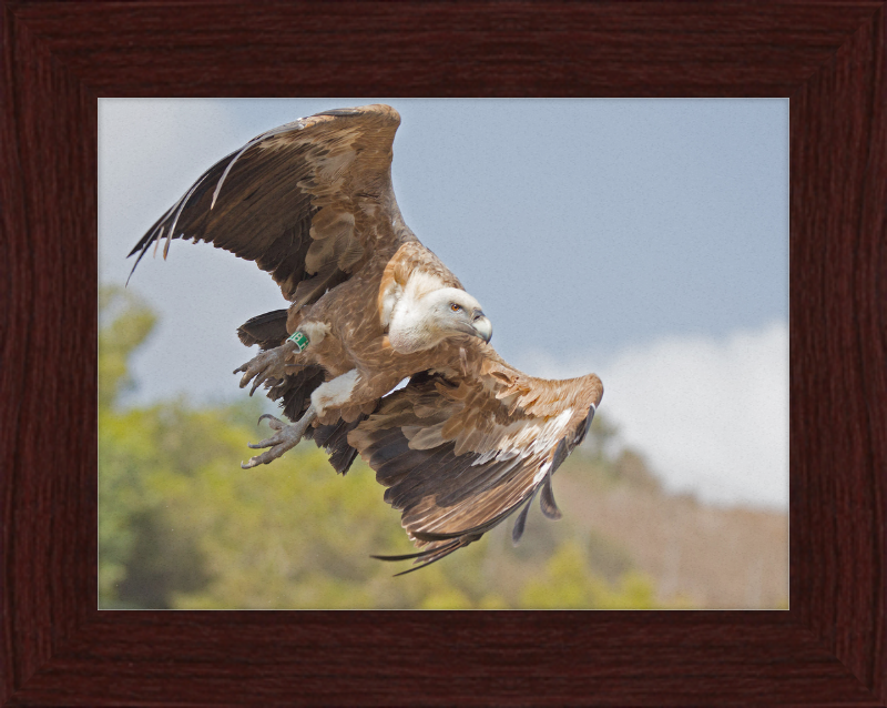 Griffon Vulture - Great Pictures Framed