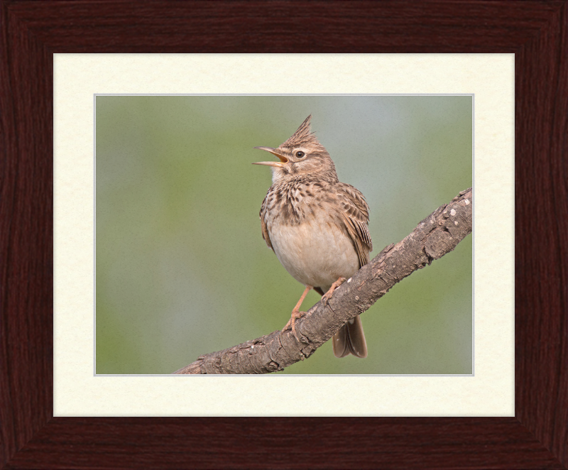 The Crested Lark - Great Pictures Framed