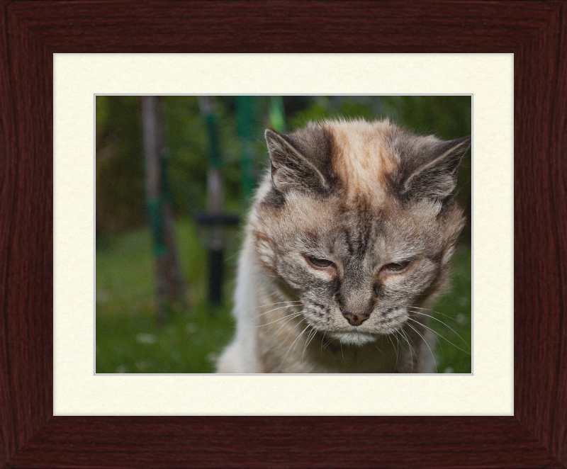 Tired 20-Year-Old Cat - Great Pictures Framed