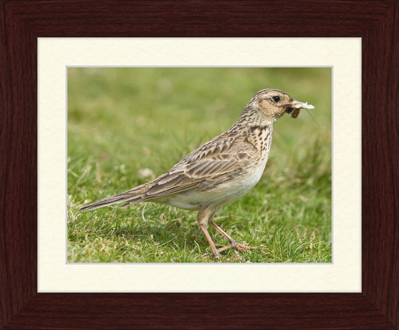 Skylark, Lake District, England - Great Pictures Framed