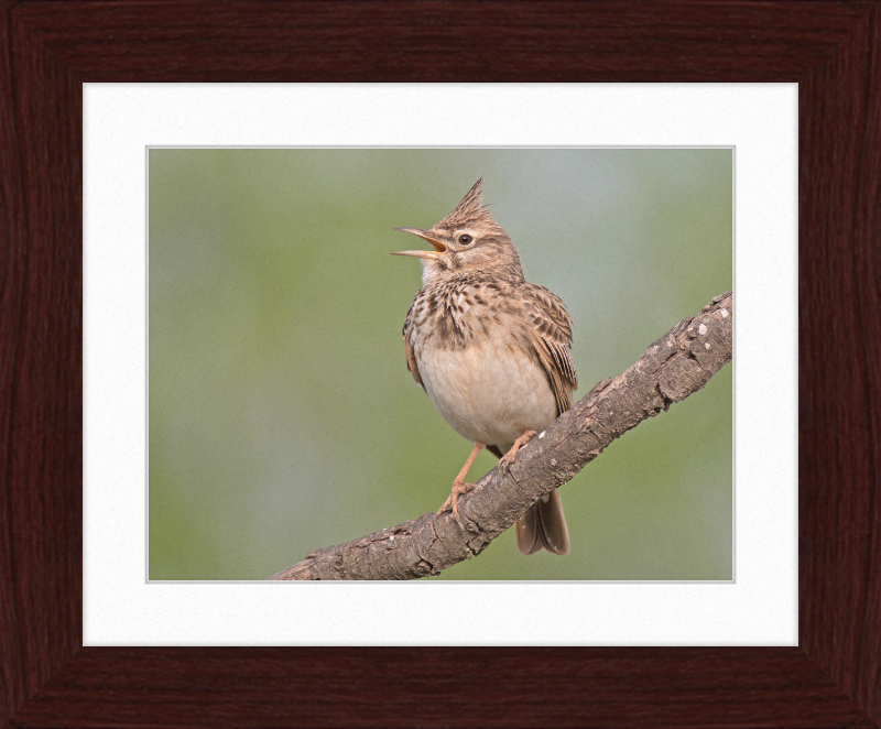 The Crested Lark - Great Pictures Framed