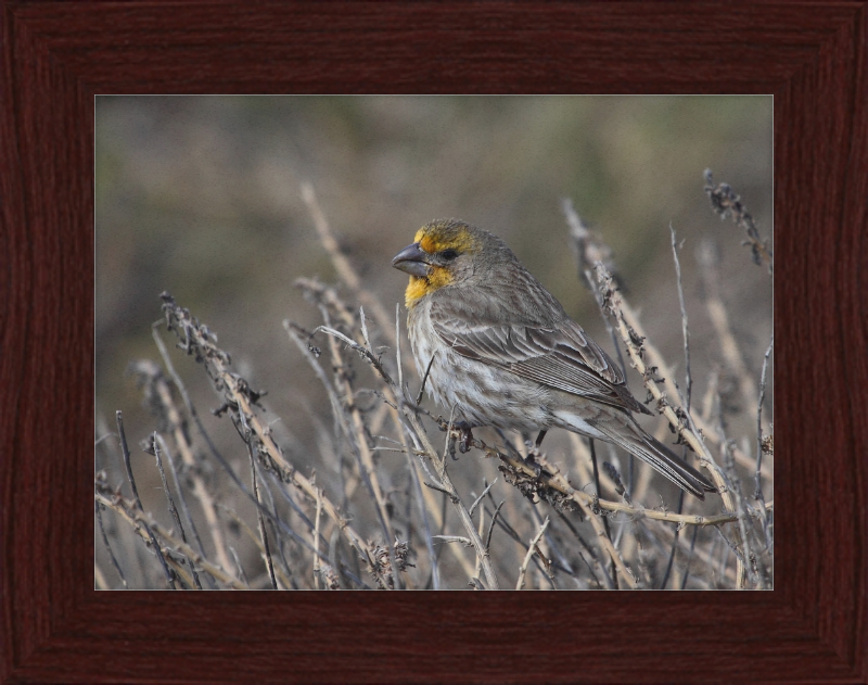 House Finch - Great Pictures Framed