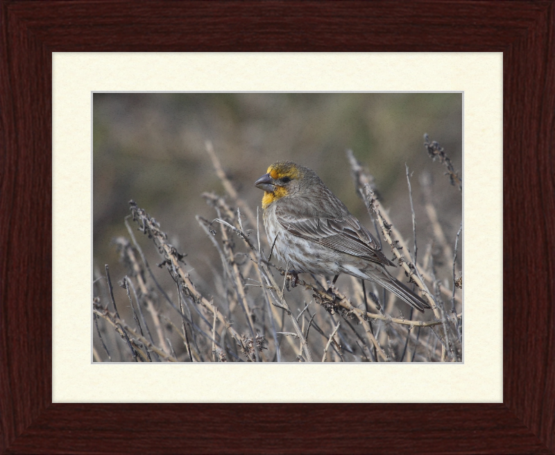 House Finch - Great Pictures Framed