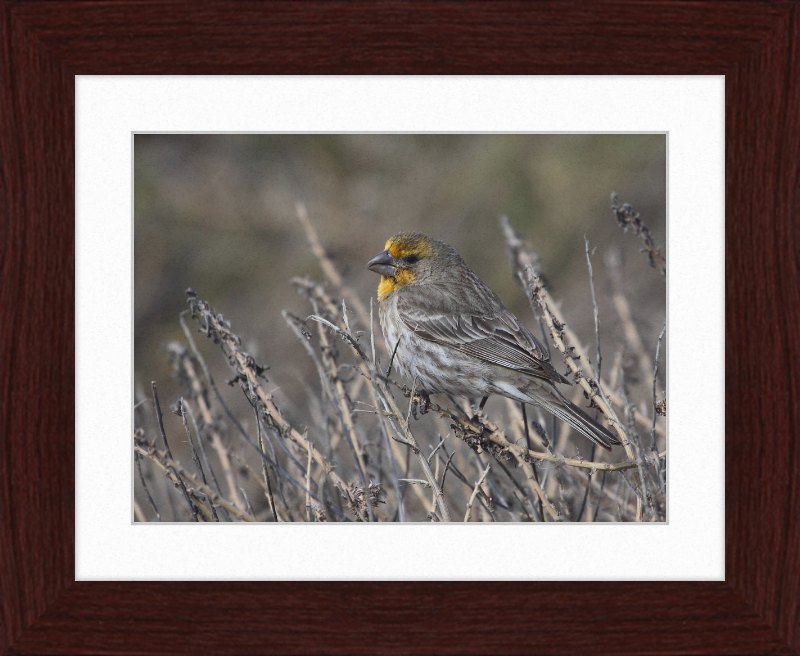 House Finch - Great Pictures Framed