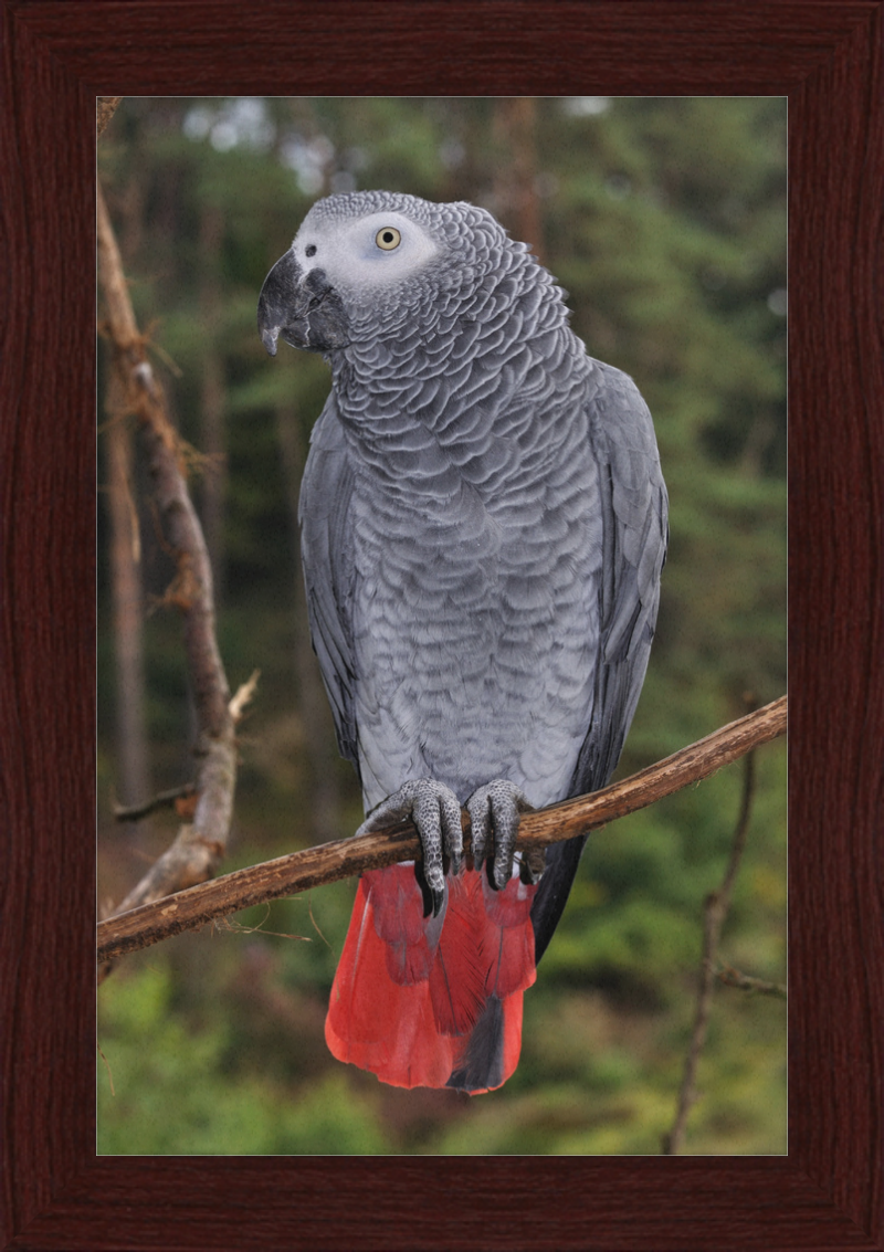 Psittacus erithacus - Great Pictures Framed