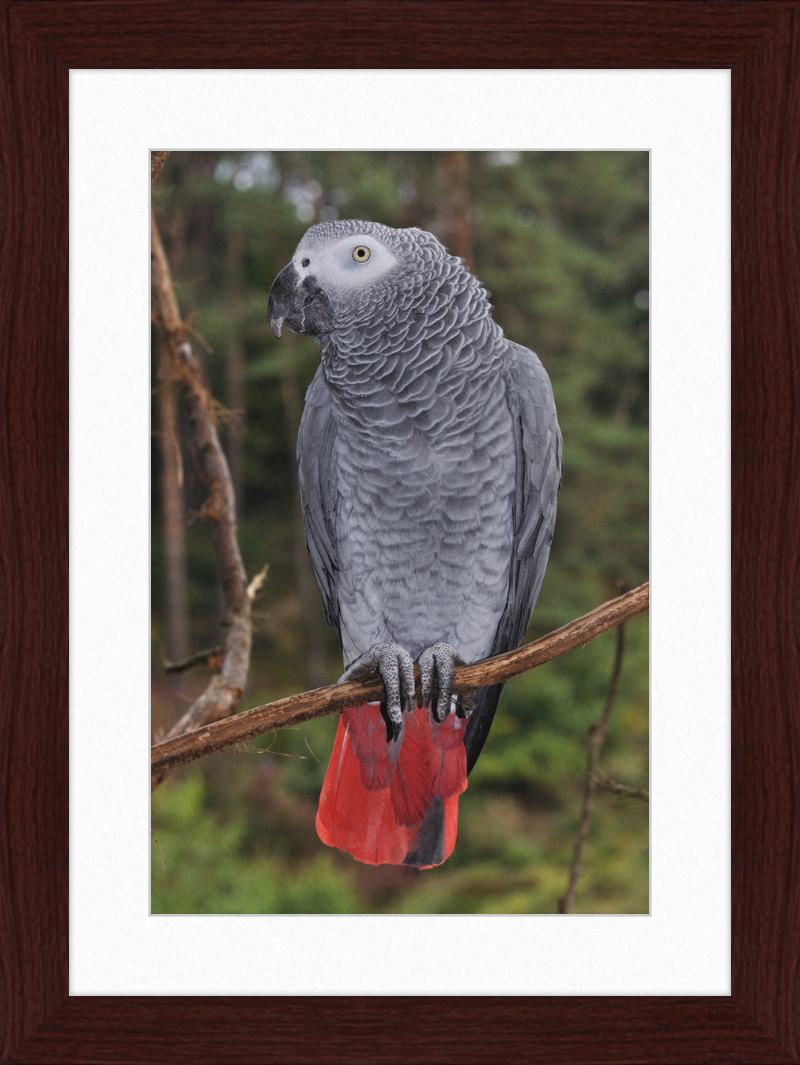 Psittacus erithacus - Great Pictures Framed