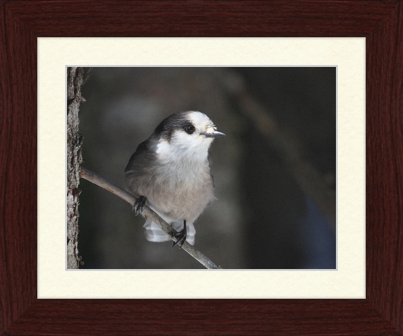 Perisoreus canadensis mercier - Great Pictures Framed