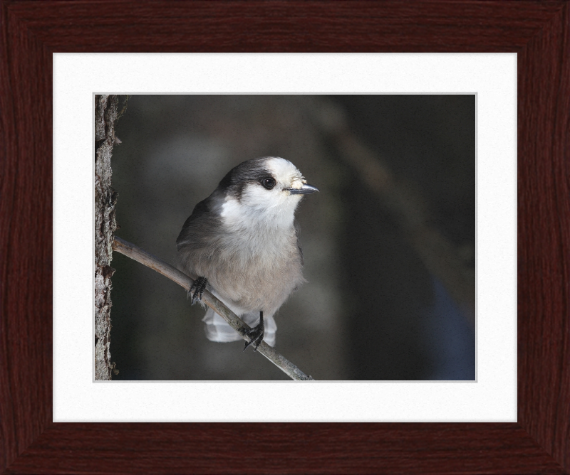 Perisoreus canadensis mercier - Great Pictures Framed