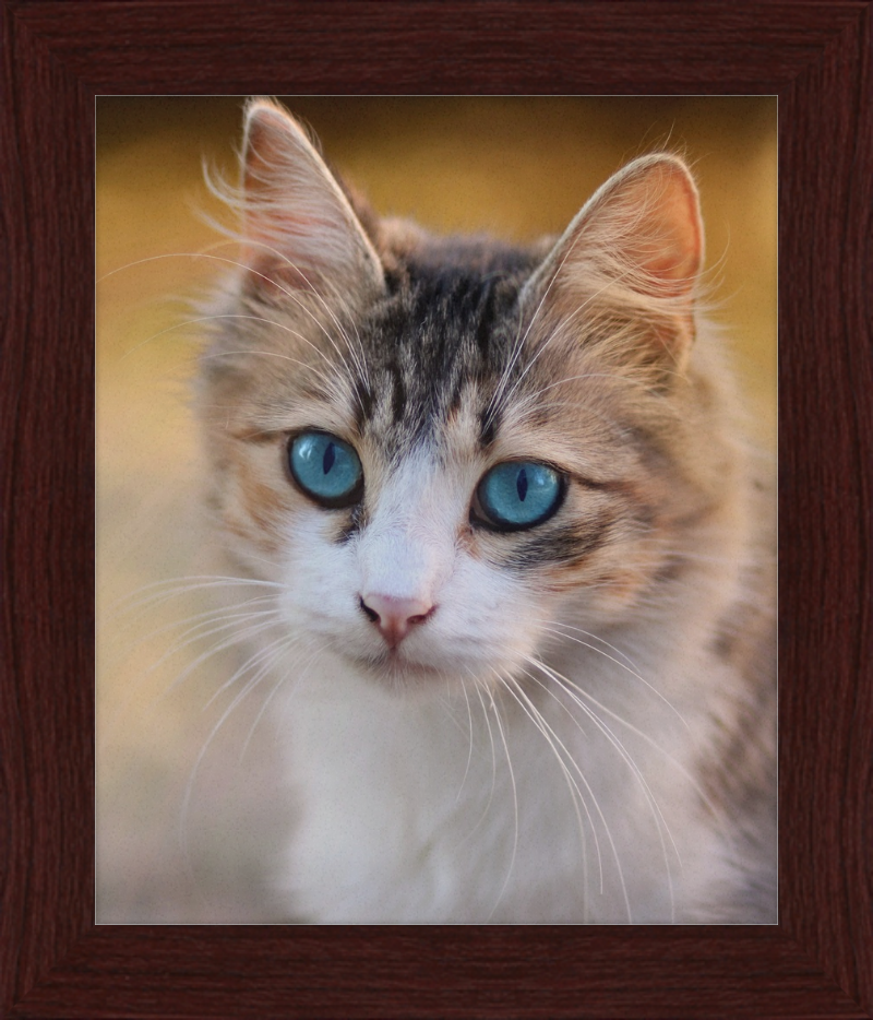 Tabby Cat With Blue Eyes - Great Pictures Framed
