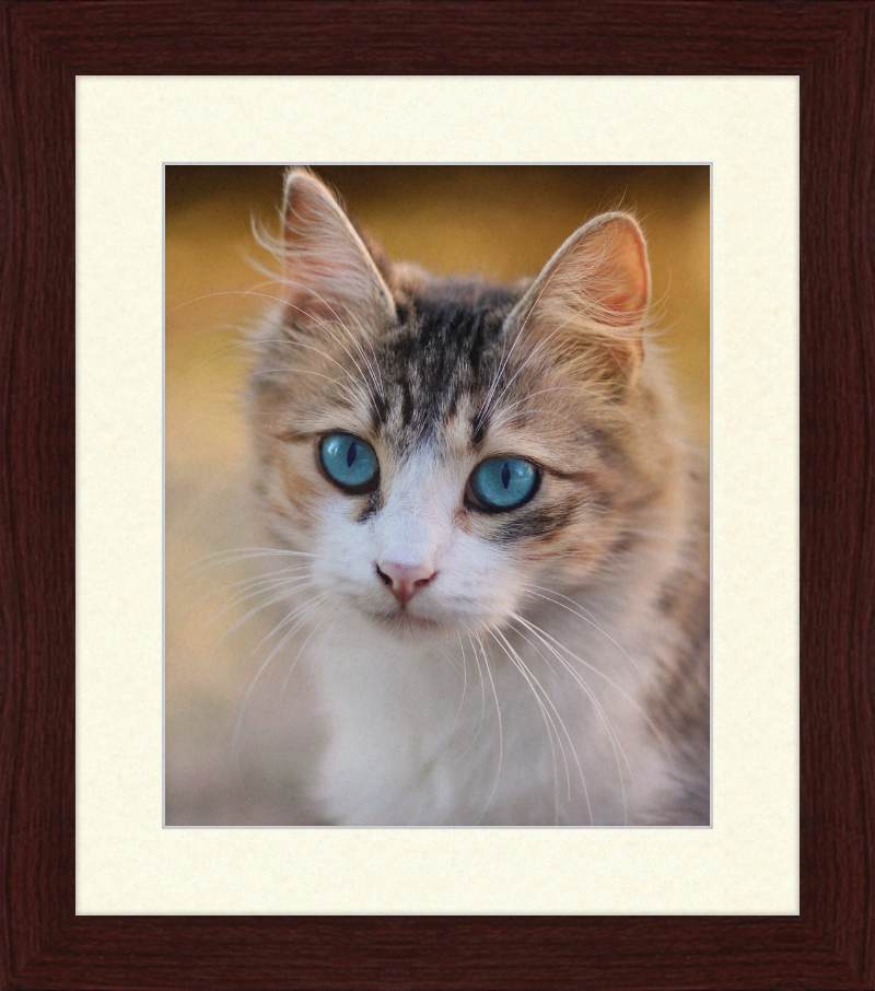 Tabby Cat With Blue Eyes - Great Pictures Framed