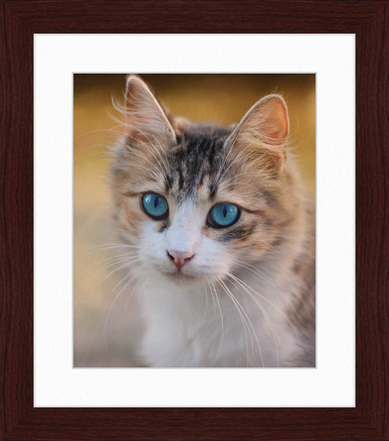 Tabby Cat With Blue Eyes - Great Pictures Framed