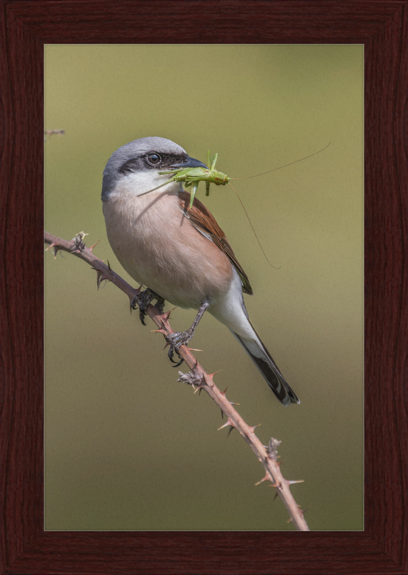 Neuntöter mit erbeutetem Heupferd im Geo-Naturpark Bergstraße-Odenwald - Great Pictures Framed